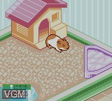 In-game screen of the game Nakayoshi Pet Series 5 - Kawaii Hamster 2 on Nintendo Game Boy Color
