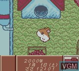 In-game screen of the game Tottoko Hamtaro - Tomodachi Daisakusen Dechu on Nintendo Game Boy Color