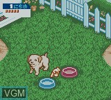 In-game screen of the game Nakayoshi Pet Series 3 - Kawaii Koinu on Nintendo Game Boy Color