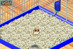 In-game screen of the game Hamster Monogatari 2 GBA on Nintendo GameBoy Advance